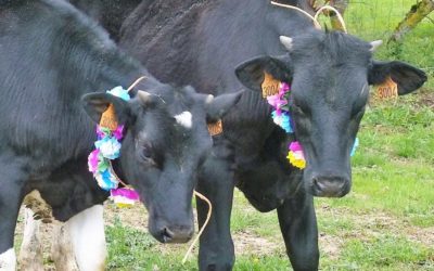 Sensibiliser les jeunes à la cause animale : sauvetage de 2 veaux par des collégiens
