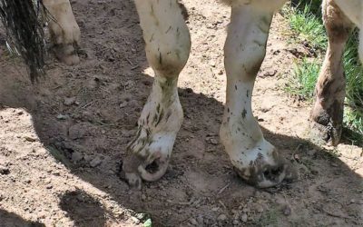 Sauvetage d’animaux en Mayenne