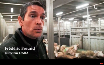 La fin de la souffrance animale ? L’OABA visite un abattoir