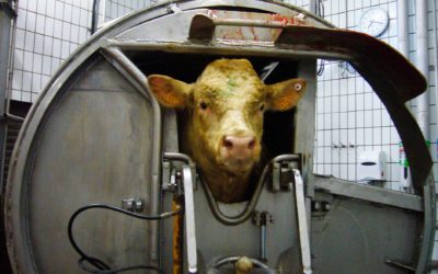 Abattage sans étourdissement : l’OABA plus que jamais mobilisée