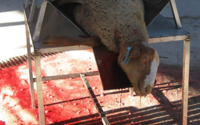 L’hécatombe de l’Aïd el kebir du 11 août 2019