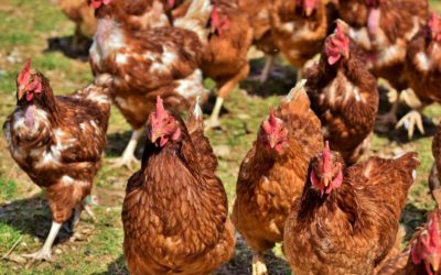 Étiquetage bien-être animal : 3 nouveaux acteurs rejoignent la démarche