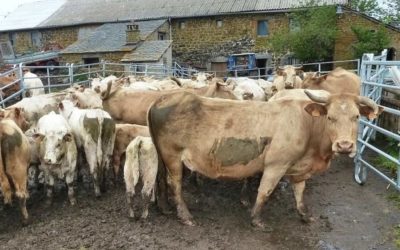 Sauvetage OABA de 102 animaux élevés dans des conditions déplorables