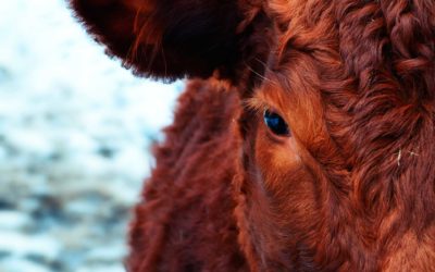 Colloque OABA sur l’abattage sans étourdissement