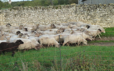 L’OABA sauve 228 moutons