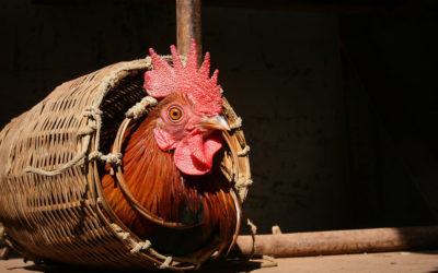 15 mesures pour le bien-être animal : où sont les « annonces fortes » promises ?