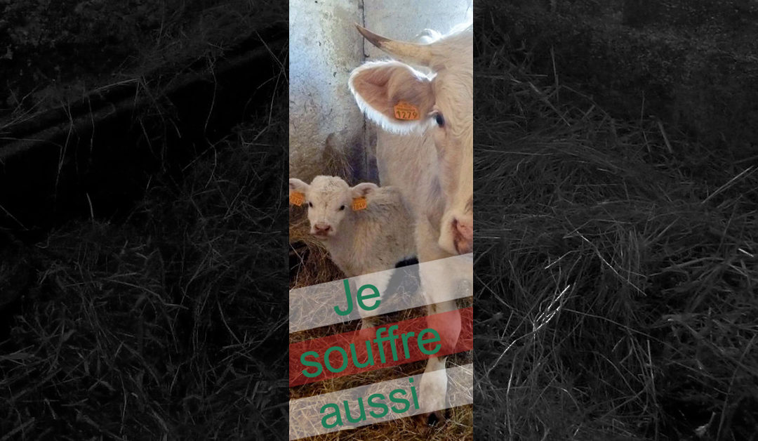 PÉTITION : POUR LE SAUVETAGE DES ANIMAUX DE FERME MALTRAITÉS