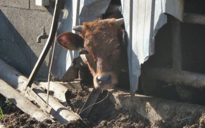 315 animaux retirés de “l’enfer” et confiés à l’OABA