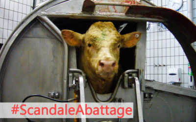 Abattage sans étourdissement : STOP à la tromperie !