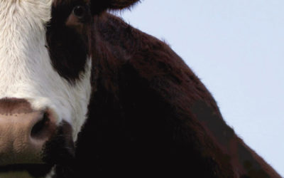 Abattage rituel sans étourdissement : réponses aux idées reçues et fausses croyances