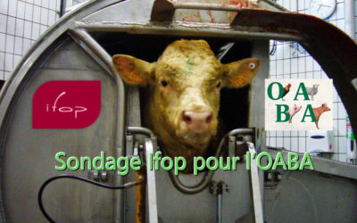 Les Français et l’abattage rituel sans étourdissement des animaux