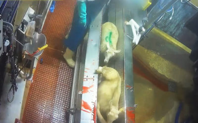 Nouvelle vidéo en abattoir : par leur laxisme, les services de l’État deviennent complices de maltraitances animales