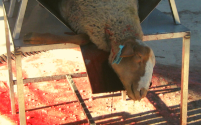 L’hécatombe cruelle de l’Aïd el kebir du 31 juillet 2020