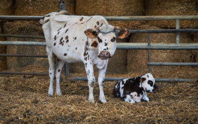 Sauvetage : les deux rescapées du mouroir