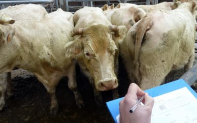 L’OABA, au secours des animaux de ferme depuis plus de 55 ans