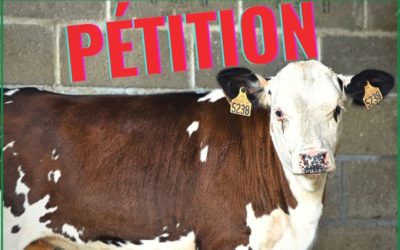 Dernière ligne droite pour le sauvetage des animaux de ferme maltraités