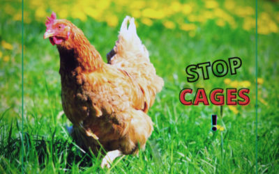 ICE : Un grand pas vers la fin des cages