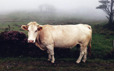 Sauvetages : l’OABA écrit au Ministre de l’Agriculture