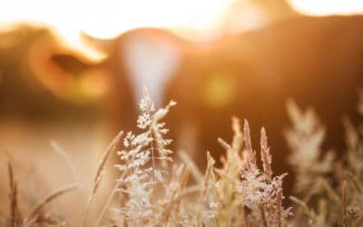 Abattoirs: Pour une vraie prise en compte de la protection animale, des conditions de travail et des territoires