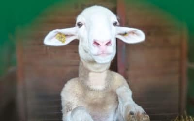 Tous unis pour les défendre – BILAN OABA 2020