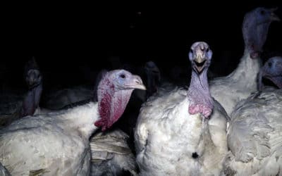 Abattoir de dindes Le Gaulois : la partie émergée de l’iceberg…