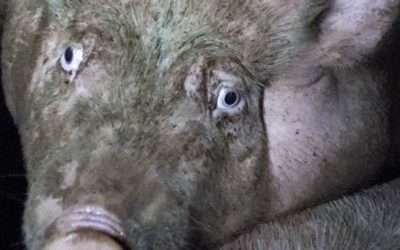 Abattoir de Houdan : le délibéré est tombé