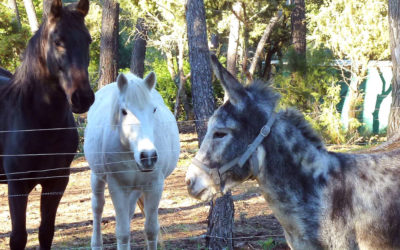 Le Troupeau du Bonheur accueille deux nouveaux animaux rescapés !