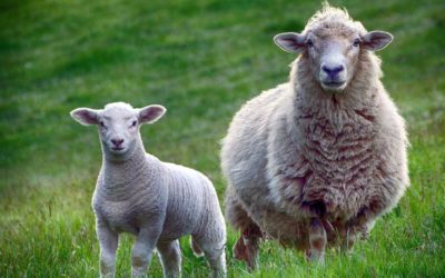 Pour la CJUE, un État membre peut imposer l’étourdissement des animaux lors d’abattages rituels