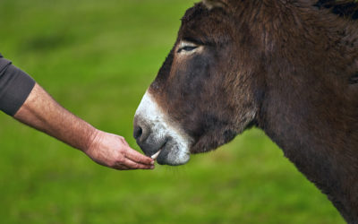 Les sauvetages d’animaux de ferme maltraités ont besoin de vous pour continuer !