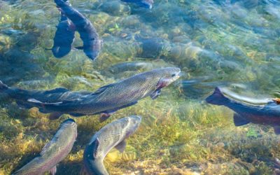 Tribune – Le bien-être animal : un enjeu crucial pour la pisciculture