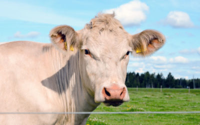 Lettre des animaux aux humains : la charolaise