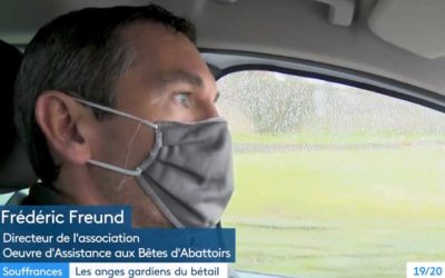 Les anges gardiens du bétail