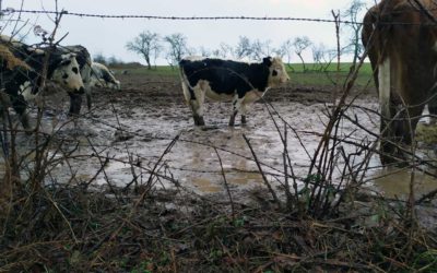 Saisie urgente d’animaux maltraités en Haute-Saône