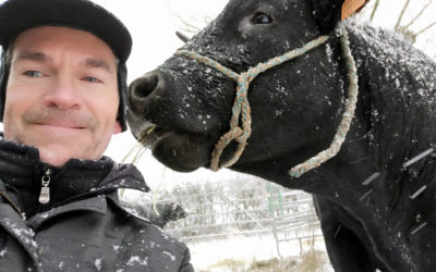 Saisie exceptionnelle de 350 vaches dans le Jura, deux frères condamnés