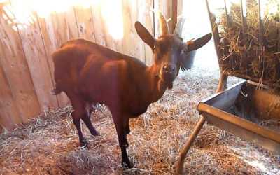 5 chèvres de réforme sauvées de l’abattoir