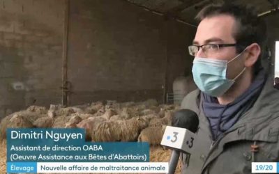 Maltraitance animale : cauchemar à la ferme