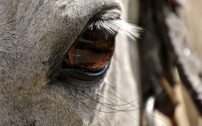 Le point sur la Proposition de Loi contre la maltraitance animale