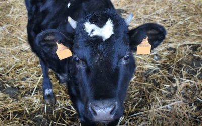 9 morts, 1 survivante : elle rejoint le Troupeau du Bonheur