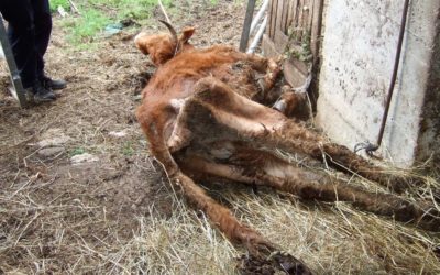 Triste sauvetage en Limousin : une seule survivante