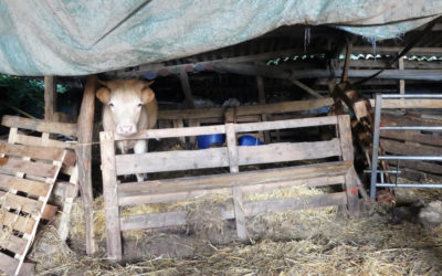 Saisie d’ampleur dans l’Allier : 109 bovins pris en charge