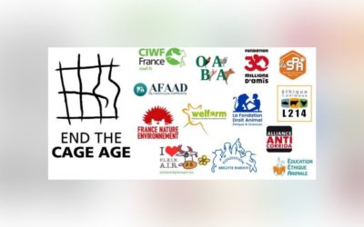 Cages : 13 associations écrivent au ministre de l’Agriculture