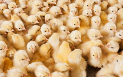 Vers l’interdiction de l’élimination des poussins et de la castration à vif des porcelets