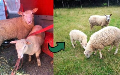 Sauvetage de 3 moutons maltraités