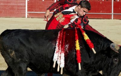 Corrida : un sondage embarrassant pour les aficionados