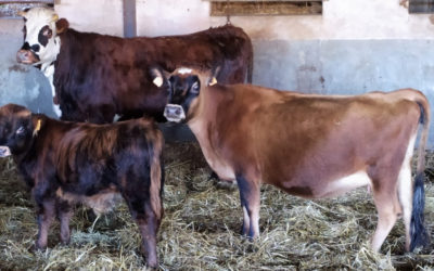 2 retraits d’animaux le même jour dans le Cher