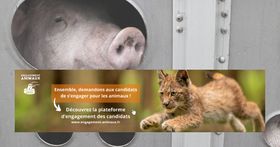 TRIBUNE : Nous demandons aux candidats à la présidentielle de s’engager pour les animaux