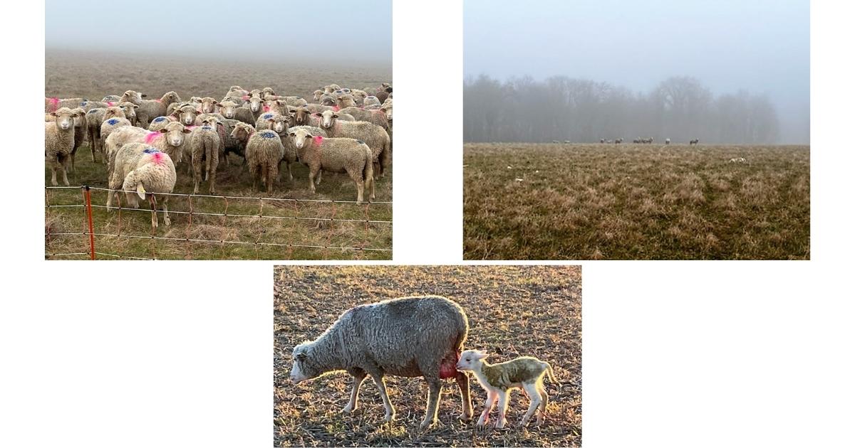moutons et agneaux délaissés