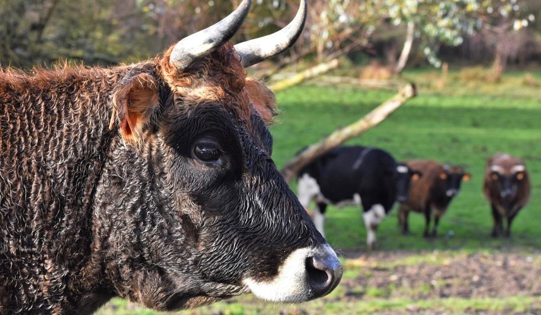 L’OABA : 60 ans au secours des animaux de ferme