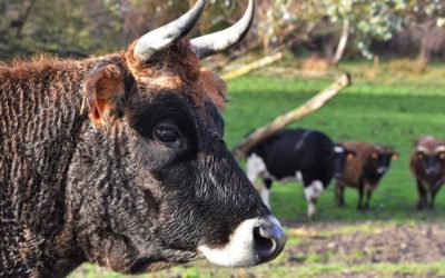 L’OABA : 60 ans au secours des animaux de ferme