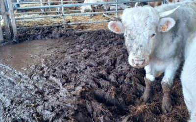 Saisies d’animaux de ferme maltraités : l’OABA tire la sonnette d’alarme